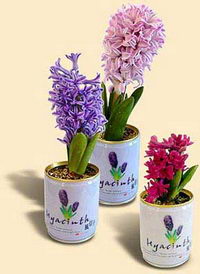 Reklamný hyacint v plechovke